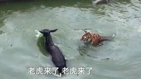 动物园股东不满法院判决